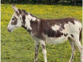 Jenny donkey