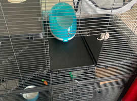2 female rats with cage and accessories