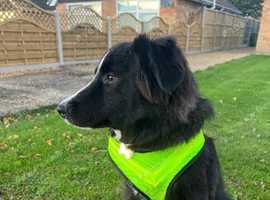 Collie cross Romanian raven shepherd