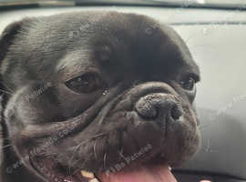 Frug male