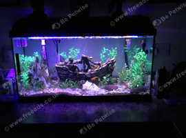 Tropical fish
