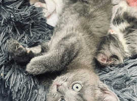 Blue/grey little kitten (last one)