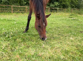 Tb x sports pony rising 2 yr old  filly to make 15hh / 15.1hh