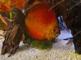 Red melon Discus