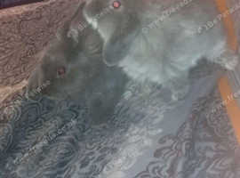 Needed gone Urgent sale deal 2 pedigree fox fur grey minilops male female male and huch and haye food 250ono or sold separately