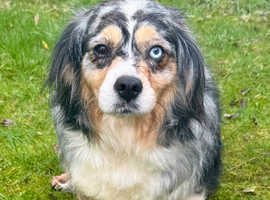Beautiful Mini Australian Shepherd girl for sale