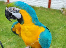Blue and gold macaw parrot