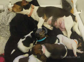 Jack russell puppies for sale cheap north east