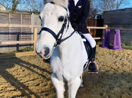 Charming Dartmoor Pony - A Child's Best Friend!
