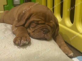 chunky female puppy  Dogue  de Bordeaux