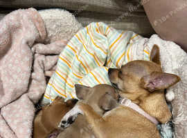 Chihuahua/Dachshund Pups