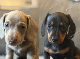Miniature Dachshund puppies