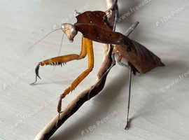Fully Grown Dead Leaf Mantis