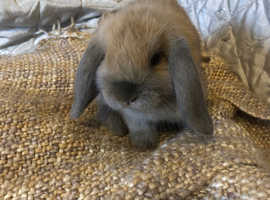 Indoor Minni lops for rehomeing