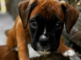 Two Beautiful Champion Bobtail boxers ready now