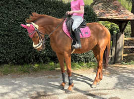 A real fun little horse
