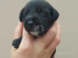 Stunning first cross Bedlington Whippet pups available