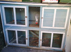 Guinea pig/rabbit cage/hutch
