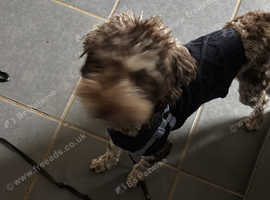Male miniature poodle