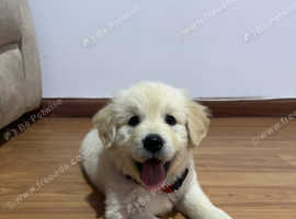 two gorgeous Golden Retriever puppies--one male and one female