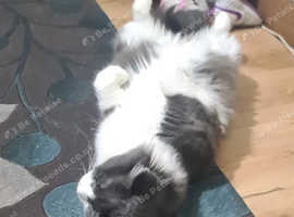 Gorgeous male cat
