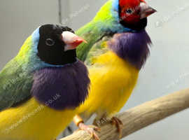 Gouldian Finches  male female,17
