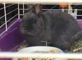 Dwarf Rabbit Male