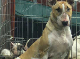 English bull Terriers, last chunky black and white male left