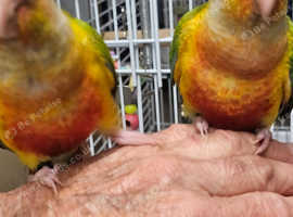 Hand reared conures