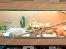Baby Bearded Dragon With Set Up