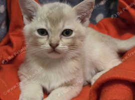 LAST KITTEN AVAILABLE