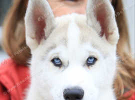 2 stunning husky pups in Co. Tyrone, don't miss out!!
