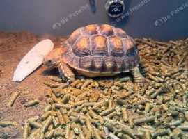 sulcata tortoise