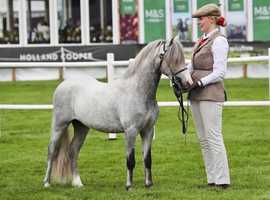 Gorgeous 3year old colt