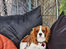 Cavalier king charles girl