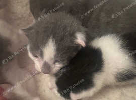 Kittens