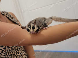 Hand tame male and female suger gliders
