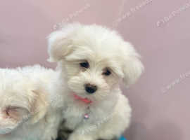 Bichon bolognese
