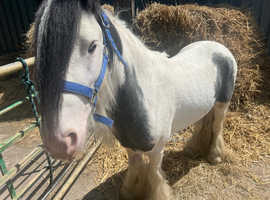 3 year old stunning colt