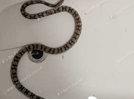 Rat snake for sale
