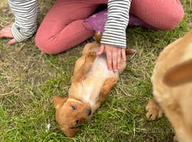 Stunning yellow and red Labrador's for sale!