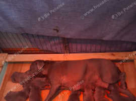 Blue Staffordshire Bull Terrier