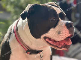 2 yo old bitch American bulldog