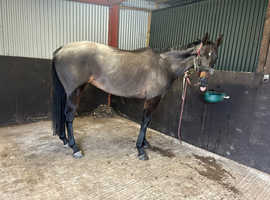 Delilah 15.2 tb mare