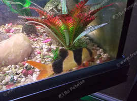 Does anyone have any tropical clown loach