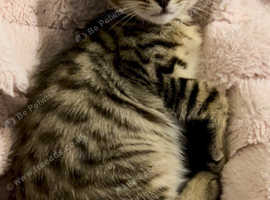 Brown Spotted Bengal Kitten Girl - Vaccinated + Microchipped - TICA Parents