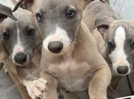 Kc reg whippet pups ready now