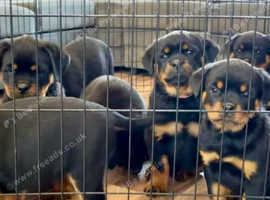 Chunky rottweiler puppies