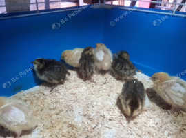 1 week old coturnix chicks