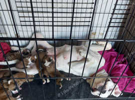 Beautiful Chunky boxer puppies